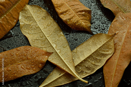 The drops on the autumn dry leaf. on wooden floor. rain season photo