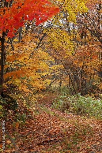 秋の山道 © kelly marken