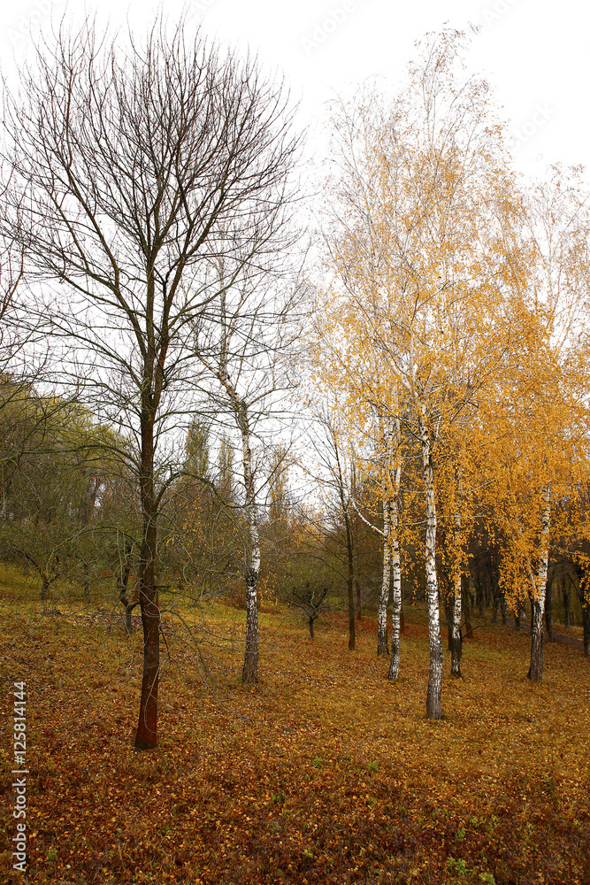 Fototapeta premium Different views of autumn scenery