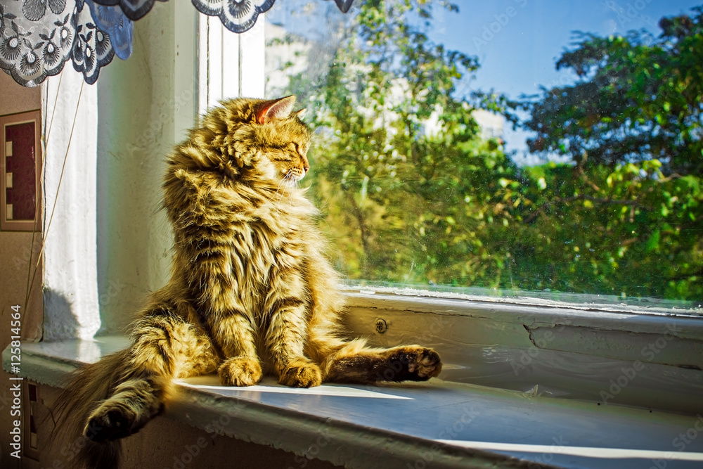 Obraz premium funny tabby cat near the window basking in the sun