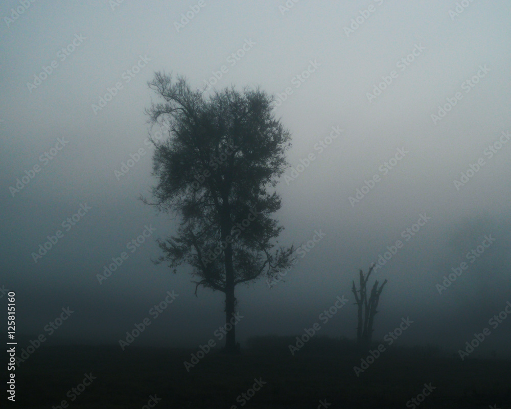 Foggy morning with dead tree and live tree, heavy mist in the blue hour before sunrise