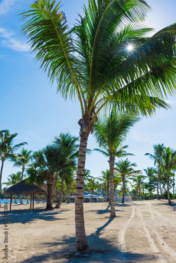 palm alley to the ocean