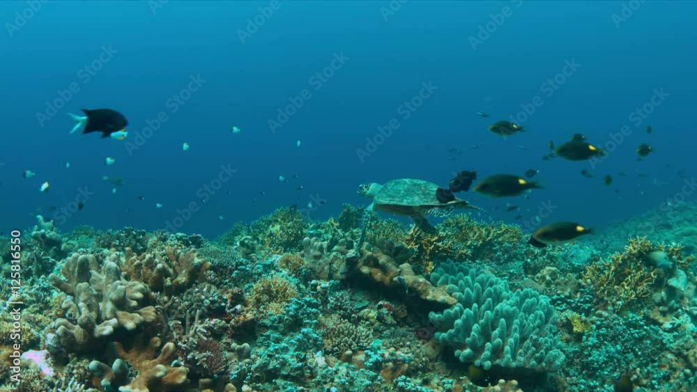 Hawksbill turtle swims on a Coral reef. 4k footage Hawksbill turtle swims on a Coral reef. 4k footage