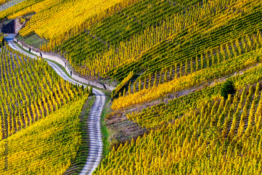 Naklejka premium Weinreben im Moseltal in Leuchtenden Herbstfarben und Sonnenlicht 
