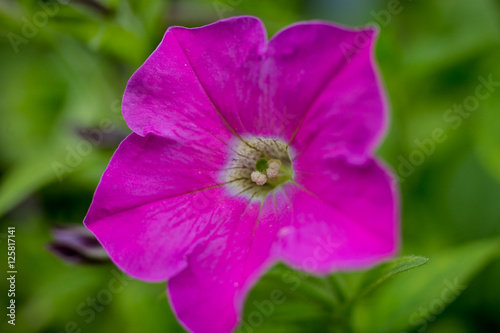 beautiful garden flowers, Purple, pink, red, cosmos flowers in the garden, spring flowers