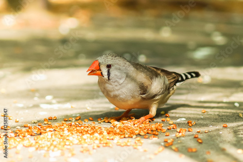 The Finch (lat. Taeniopygia guttata) photo