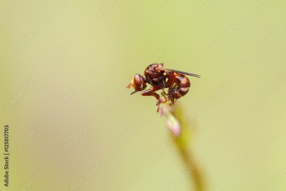 Gemeine Breitstirnblasenkopffliege - Sicus ferrugineus Gemeine Breitstirnblasenkopffliege - Sicus ferrugineus