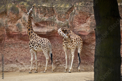 Giraffen beim Spaziergang © Composer