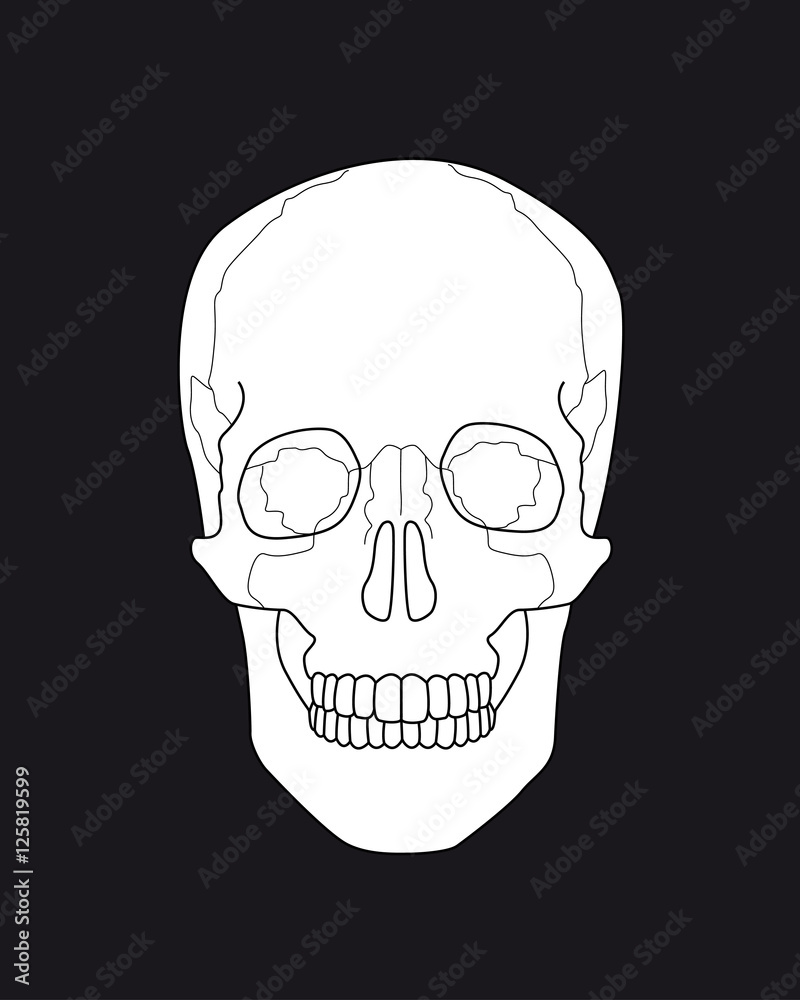 drawing skull