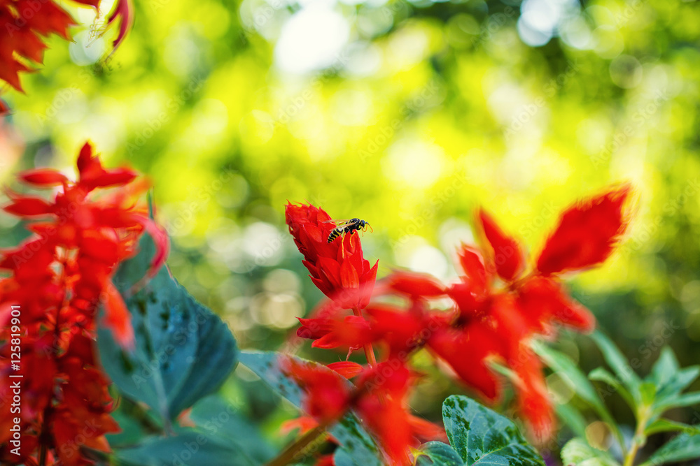 beautiful garden flowers, Purple, pink, red, cosmos flowers in the garden, spring flowers, earlier spring beautiful garden flowers, Purple, pink, red, cosmos flowers in the garden, spring flowers, earlier spring
