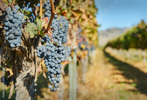 Fotografía Okanagan Grapes Ready to Harvest