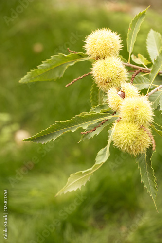 Chestnut (Castanea sativa) fruit in a branch © artfood