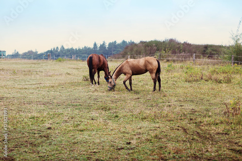 two brown horse on farm © zdenek kintr