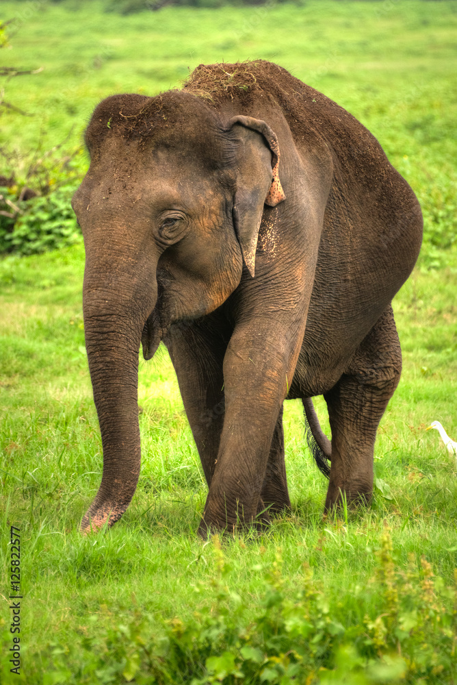 Elephant, Sri Lanka, Asia, Animal - 005