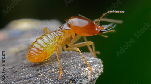 termite