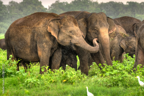 Elephant  Sri Lanka  Asia  Animal - 002