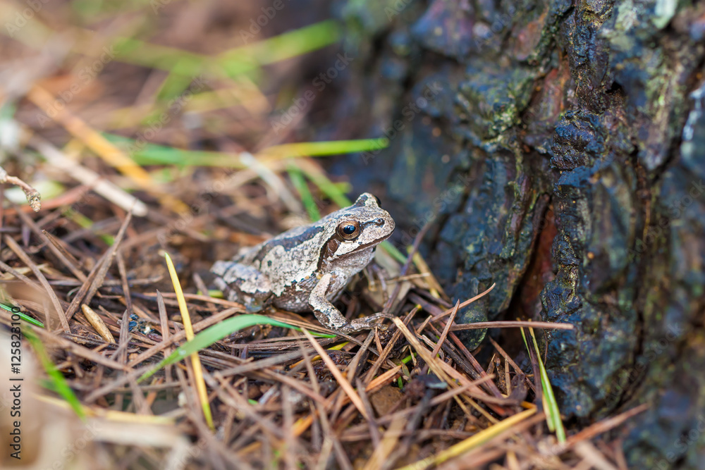 Frog in nature