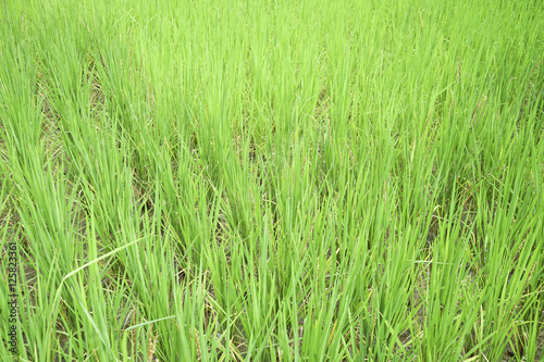 Paddy jasmine rice field.