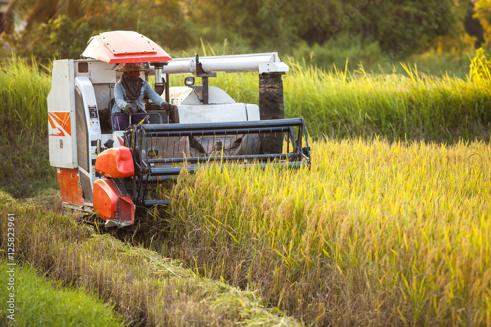 Harvesters for rice harvesting work. 