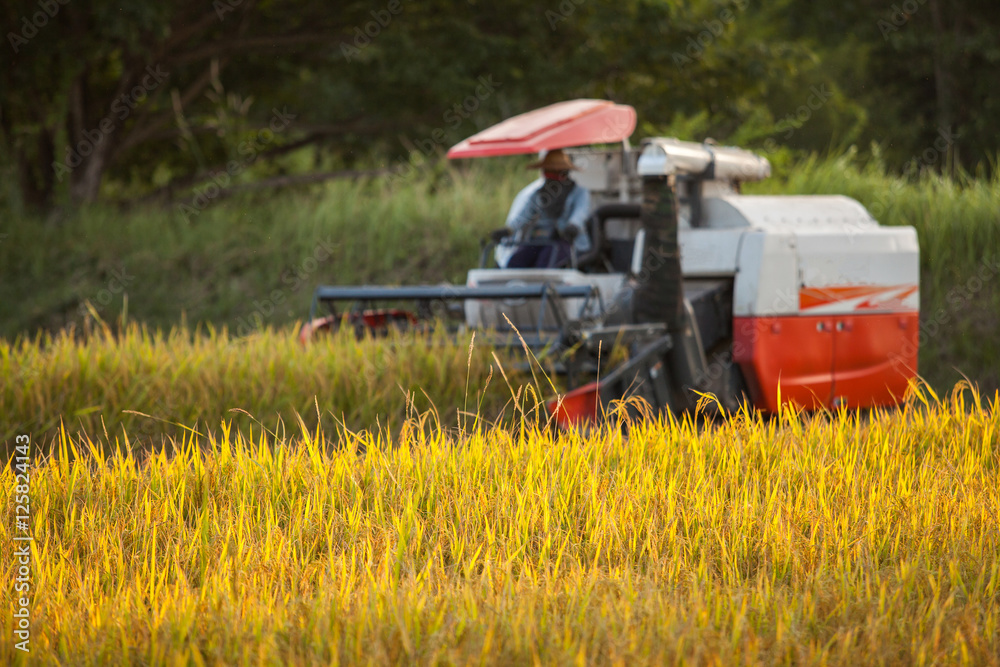 Harvesters for rice harvesting work. (Focus on Rice) Harvesters for rice harvesting work. (Focus on Rice)