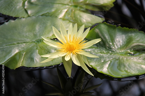 Flower of the Nymphaea Saint Louis Gold Tropical Lily.