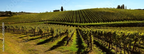 Vineyard in Italy  Panorama view. Italy.