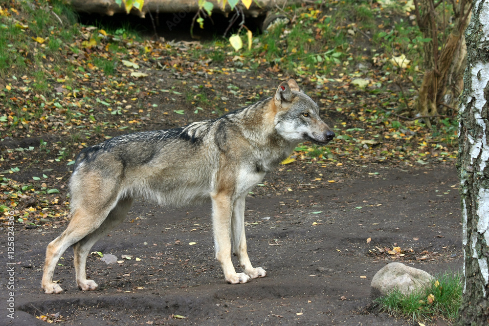 Naklejka premium Wolf (Canis lupus), gray wolf, grey wolf in the Zoo. Copenhagen, Denmark.