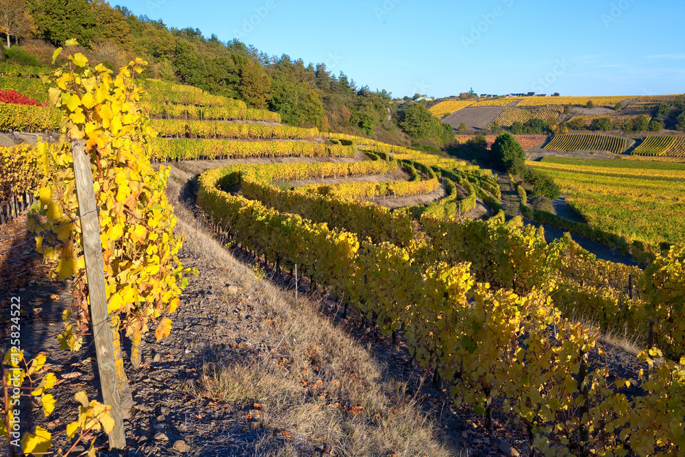 Paysage de vigne en Anjou