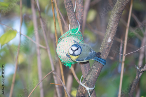 great tit, blue tit eats fat ball at the manger in the branches of trees photo