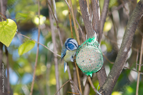 great tit, blue tit eats fat ball at the manger in the branches of trees photo