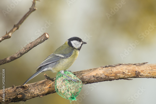 great tit, blue tit eats fat ball at the manger in the branches of trees © mashiro2004