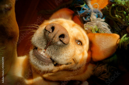 Perro feliz