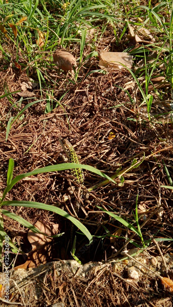 lucertola lucertola