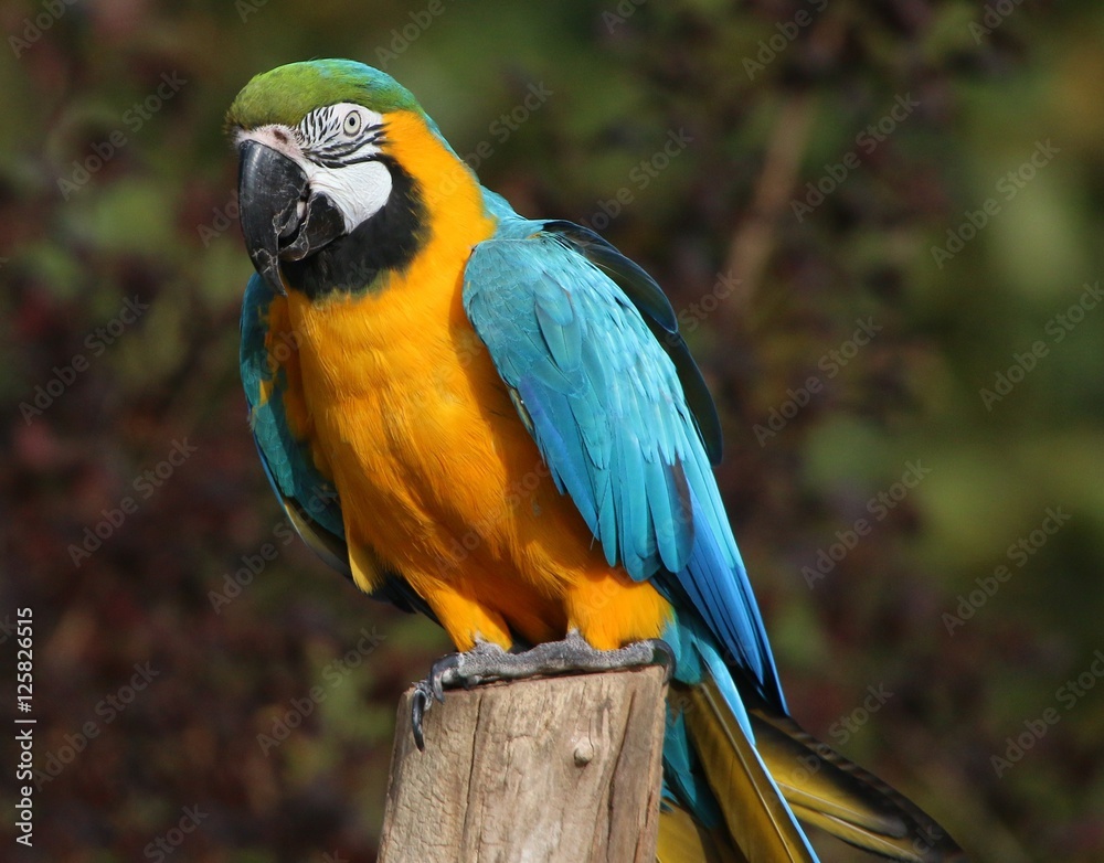 South American Blue and Gold Macaw (Ara ararauna), a.k.a. Blue and Yellow parrot.