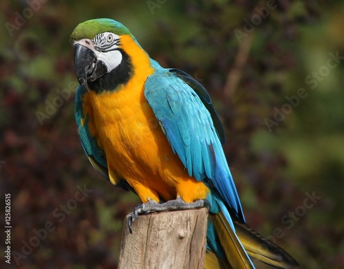 South American Blue and Gold Macaw (Ara ararauna), a.k.a. Blue and Yellow parrot.