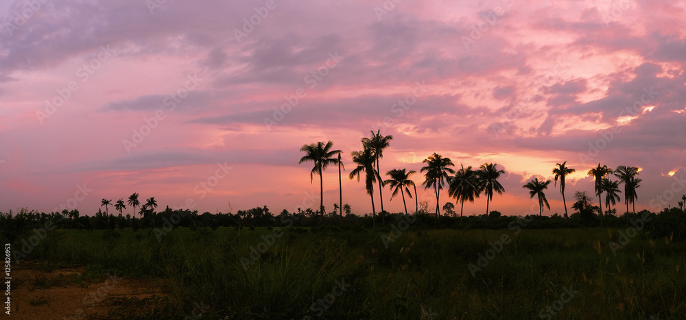 The rice field in the evening in orange and violet sky.