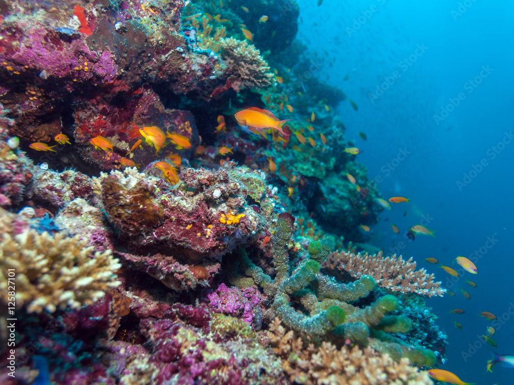 School of Fishes near Coral Reef, Maldives