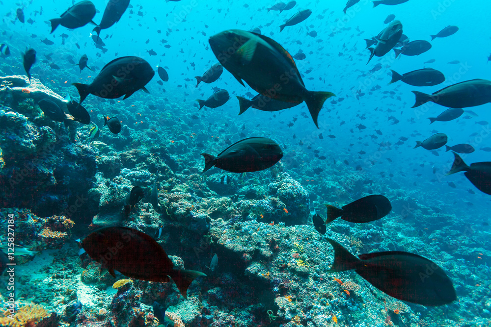 Fototapeta premium Many different colorful fishes in ocean blue background