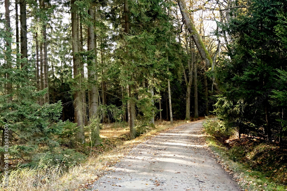 Fototapeta premium Forest road