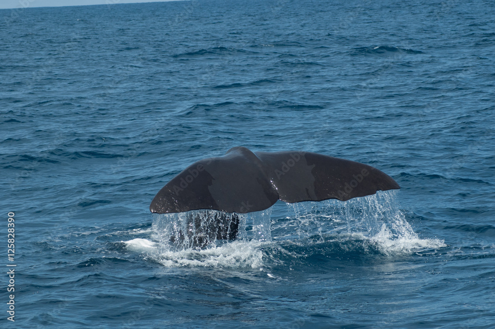 Fototapeta premium A Sperm Whale diving from the surface of the North Atlantic Ocean.