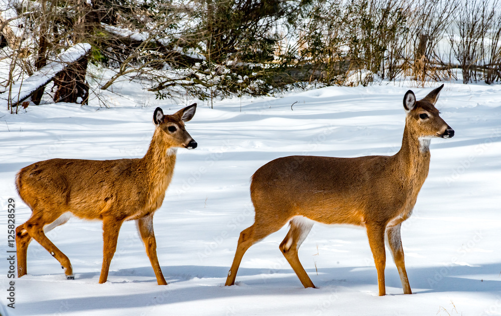 Fototapeta premium Deer walk thorugh the snow.