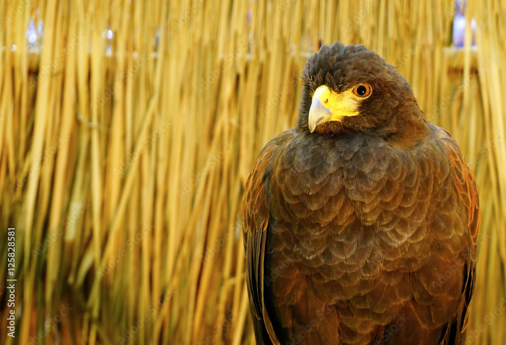 Fototapeta premium Eagle portrait