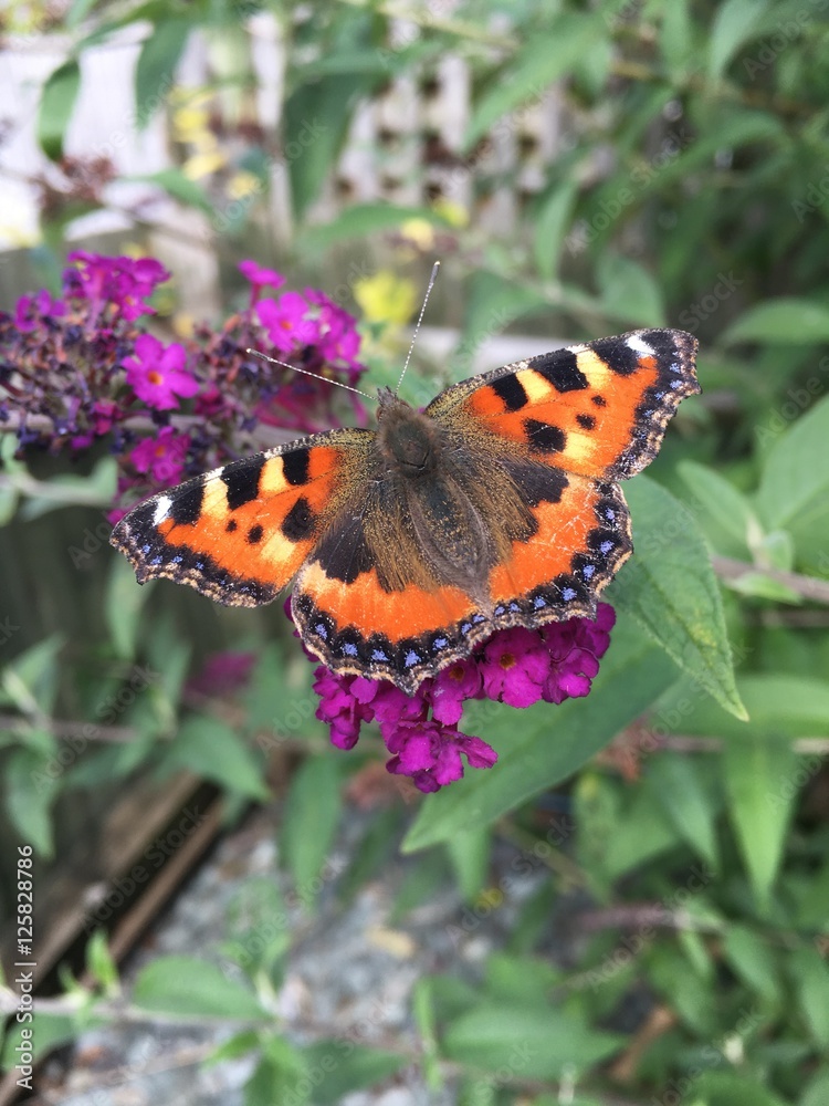 Butterfly Butterfly