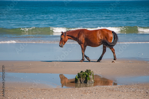 Spanish mustang horses on the Outer Banks of NC