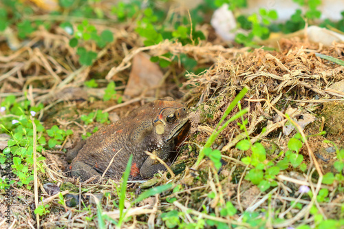 Toad hibernate. © tcareob72