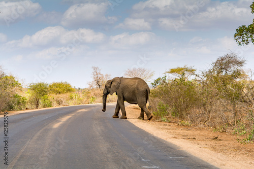 Elephants in Kruger National Park, South Africa photo