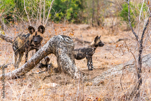 Wild Dogs in Kruger National Park in South Africa