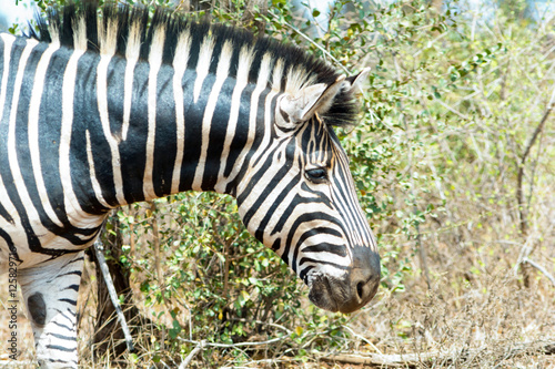  Zebra Kruger National Park, South Africa photo