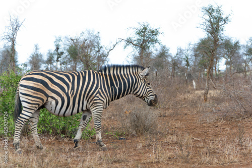  Zebra Kruger National Park  South Africa