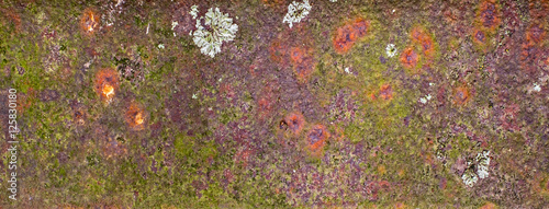 Rusty iron metal plate with lichen